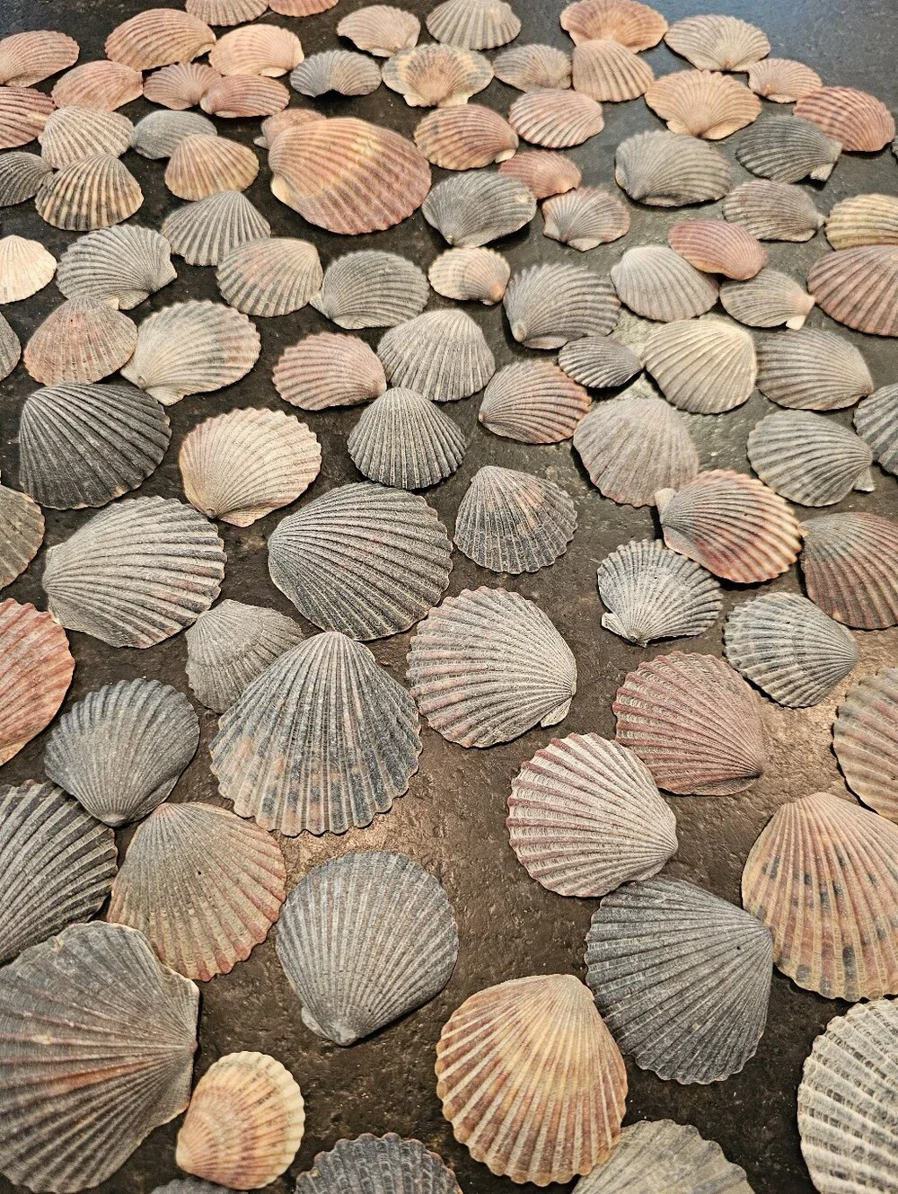 229 Seashells Natural Pink, Gray, Cream for Crafting, Stained Glass, Jewelry